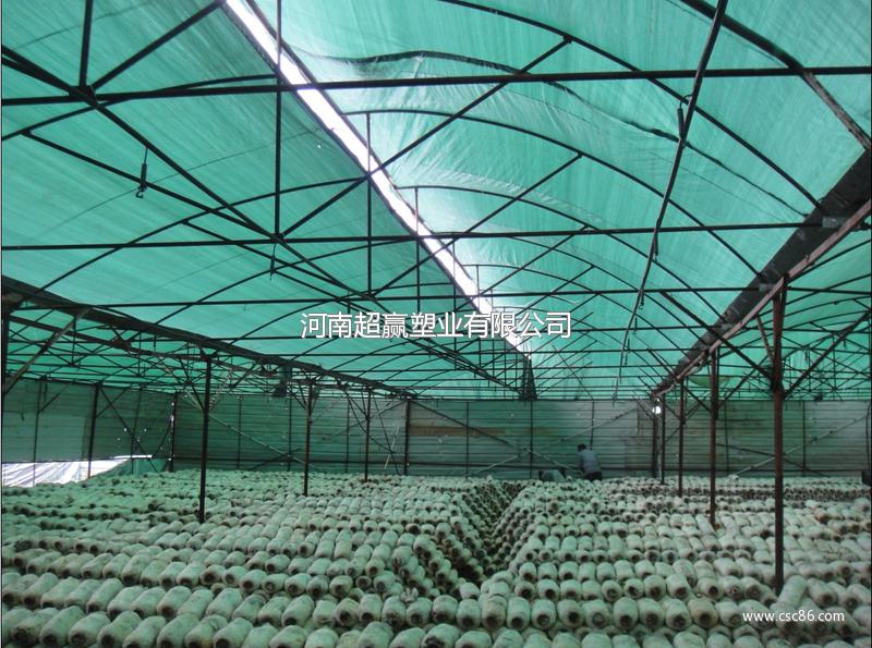 【有二百平米阳光板大棚就种植金针菇要多少钱投资】